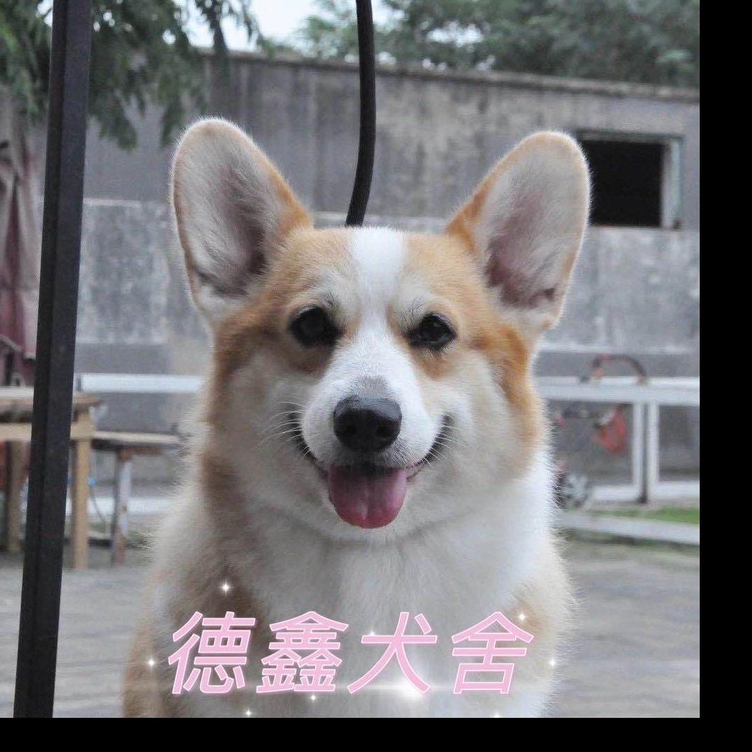 养柯基的小刘