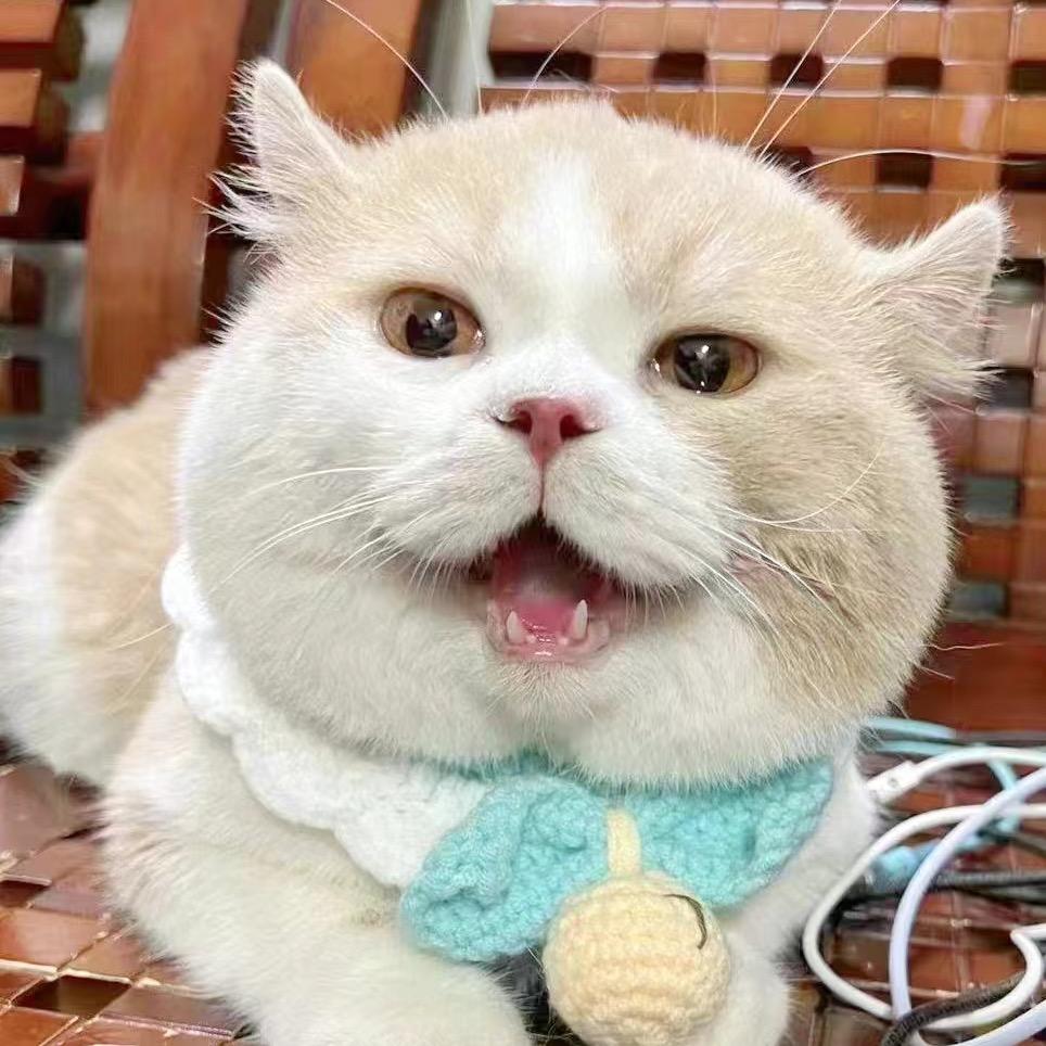 甜柚家的猫