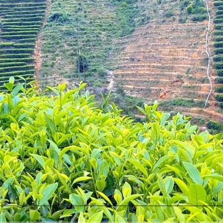 金汤茶叶