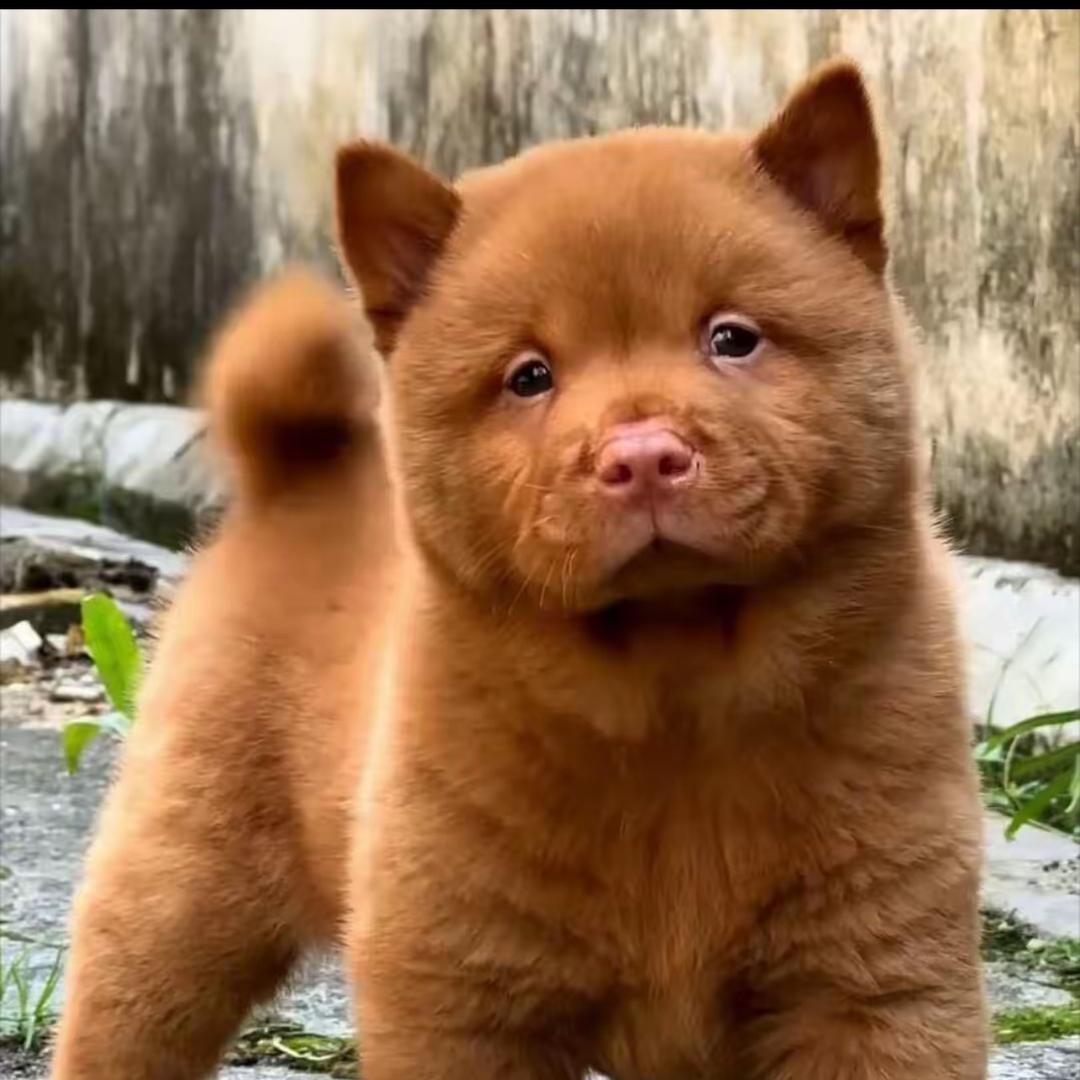 田园犬土狗之家🏠