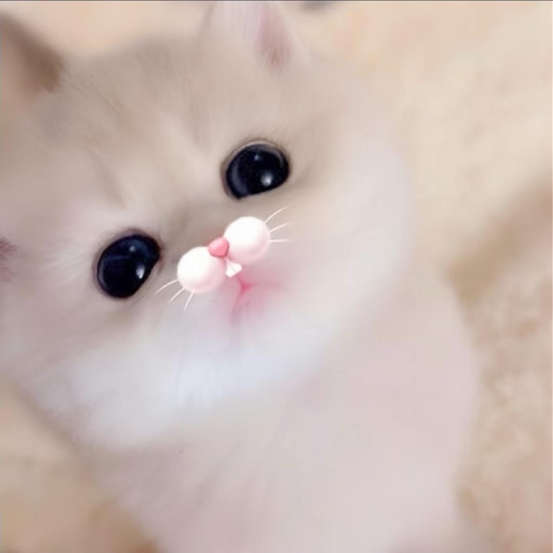 iamy