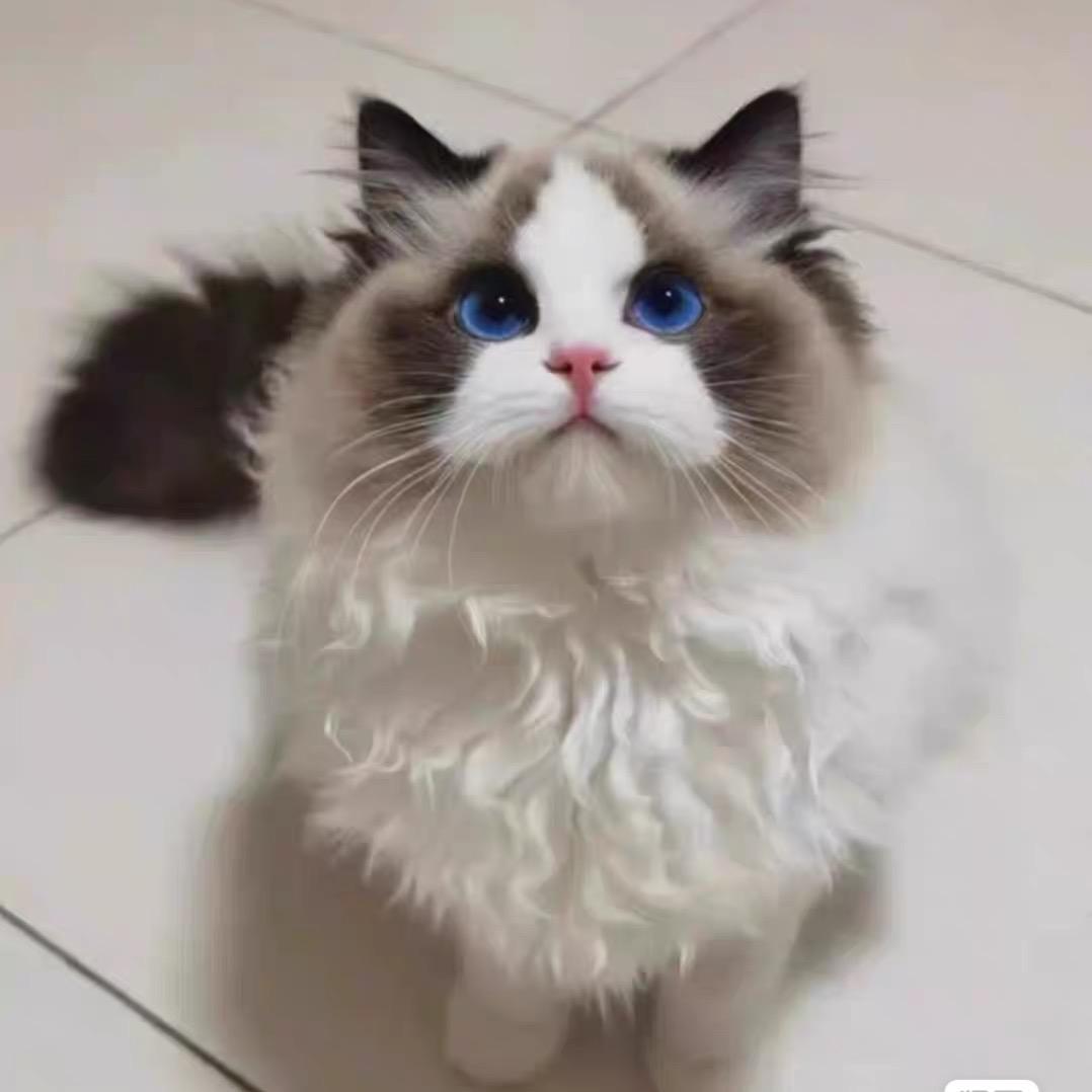 叶女士家的布偶猫