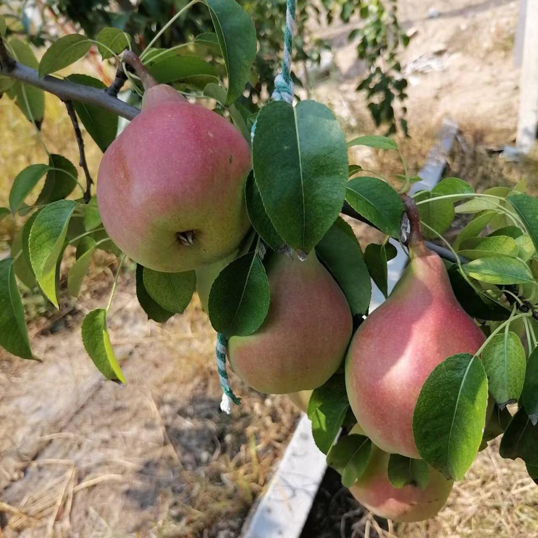 夏县梨小西家庭农场