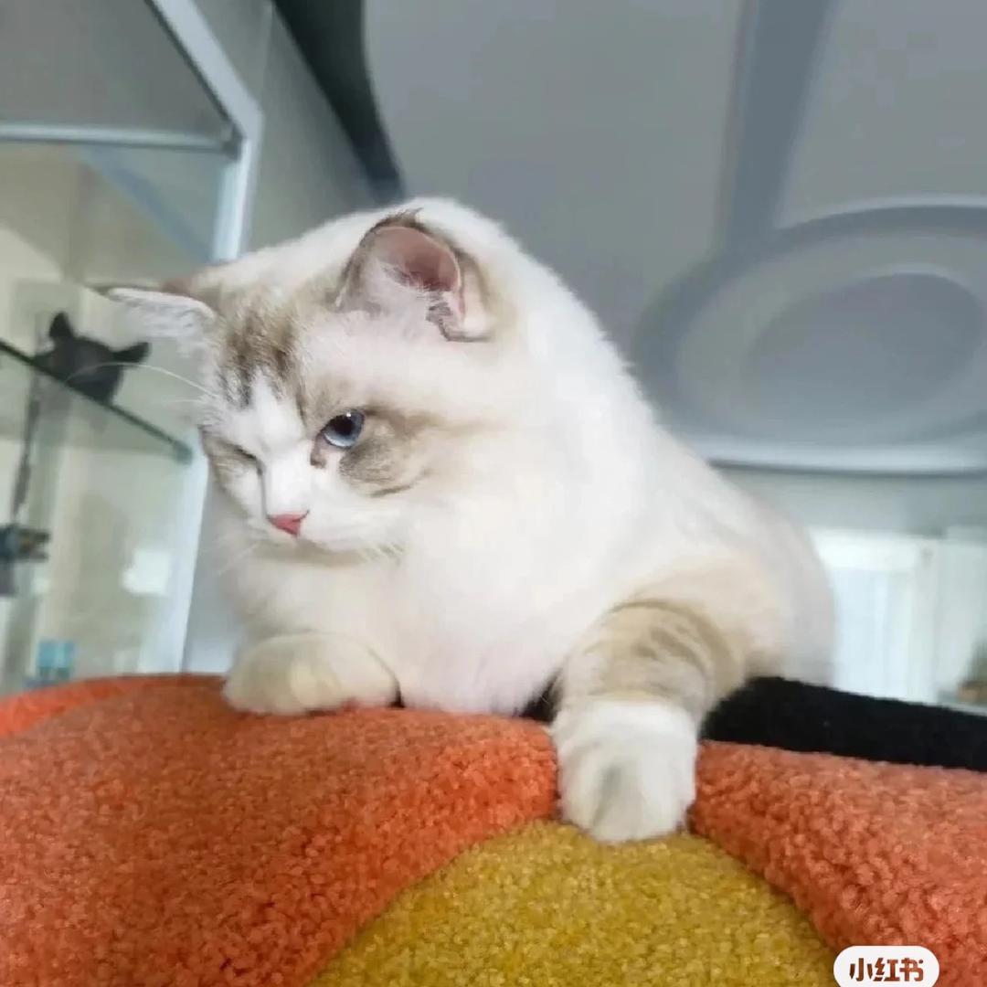 金陵城最明亮的少年