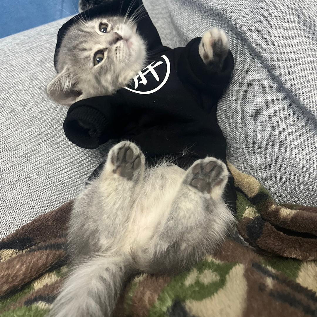 发财🐱🐱