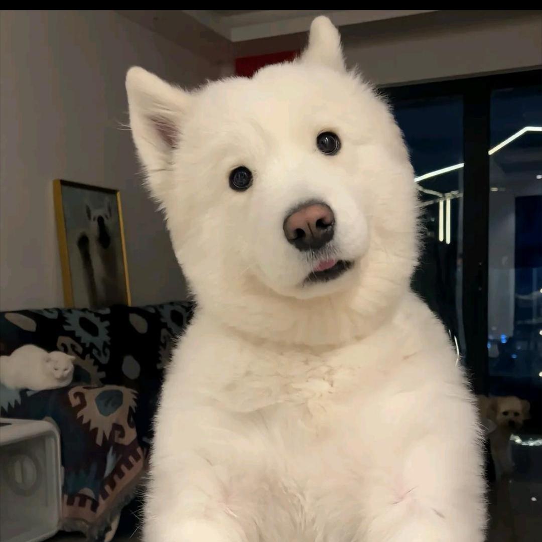 月修