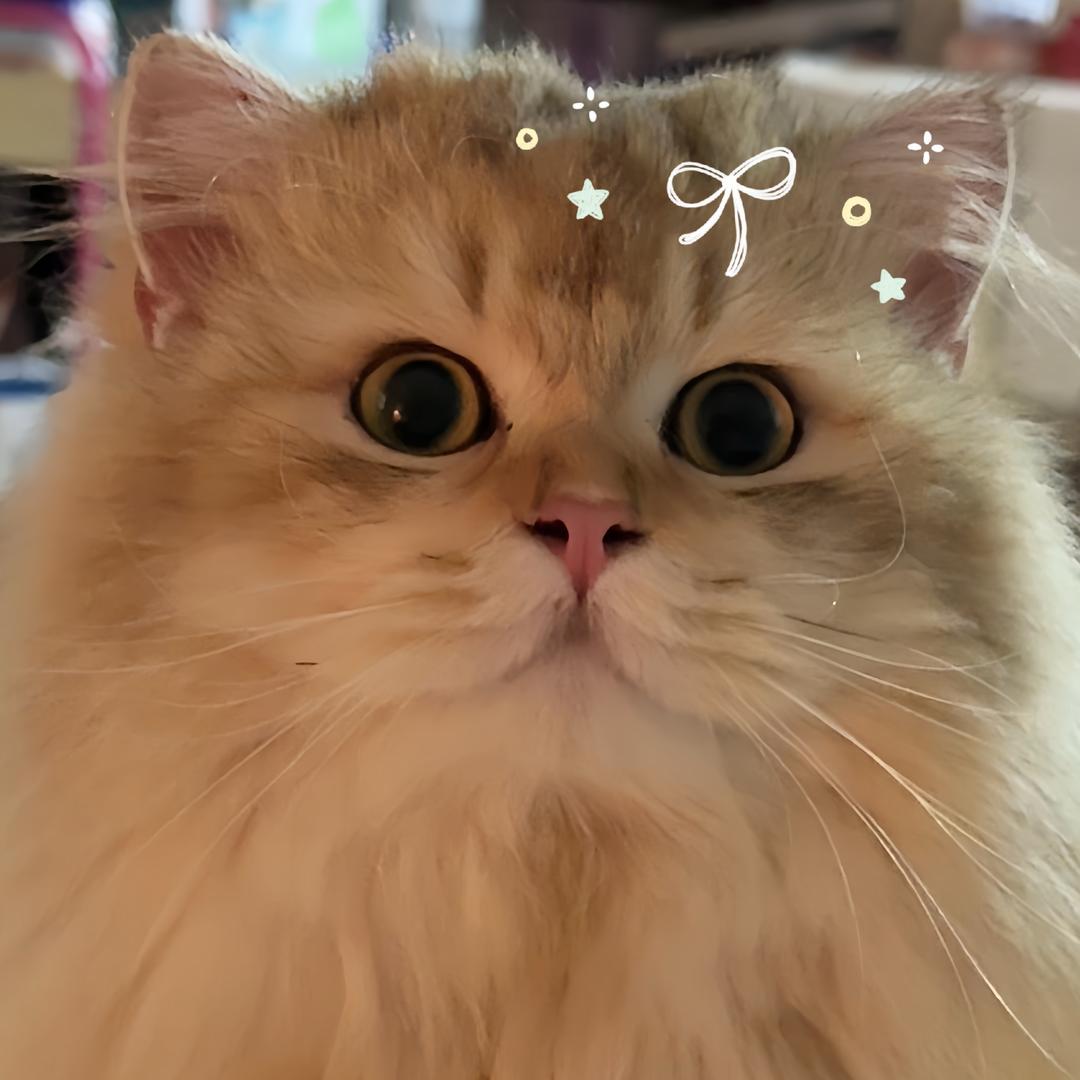 叮当小猪包