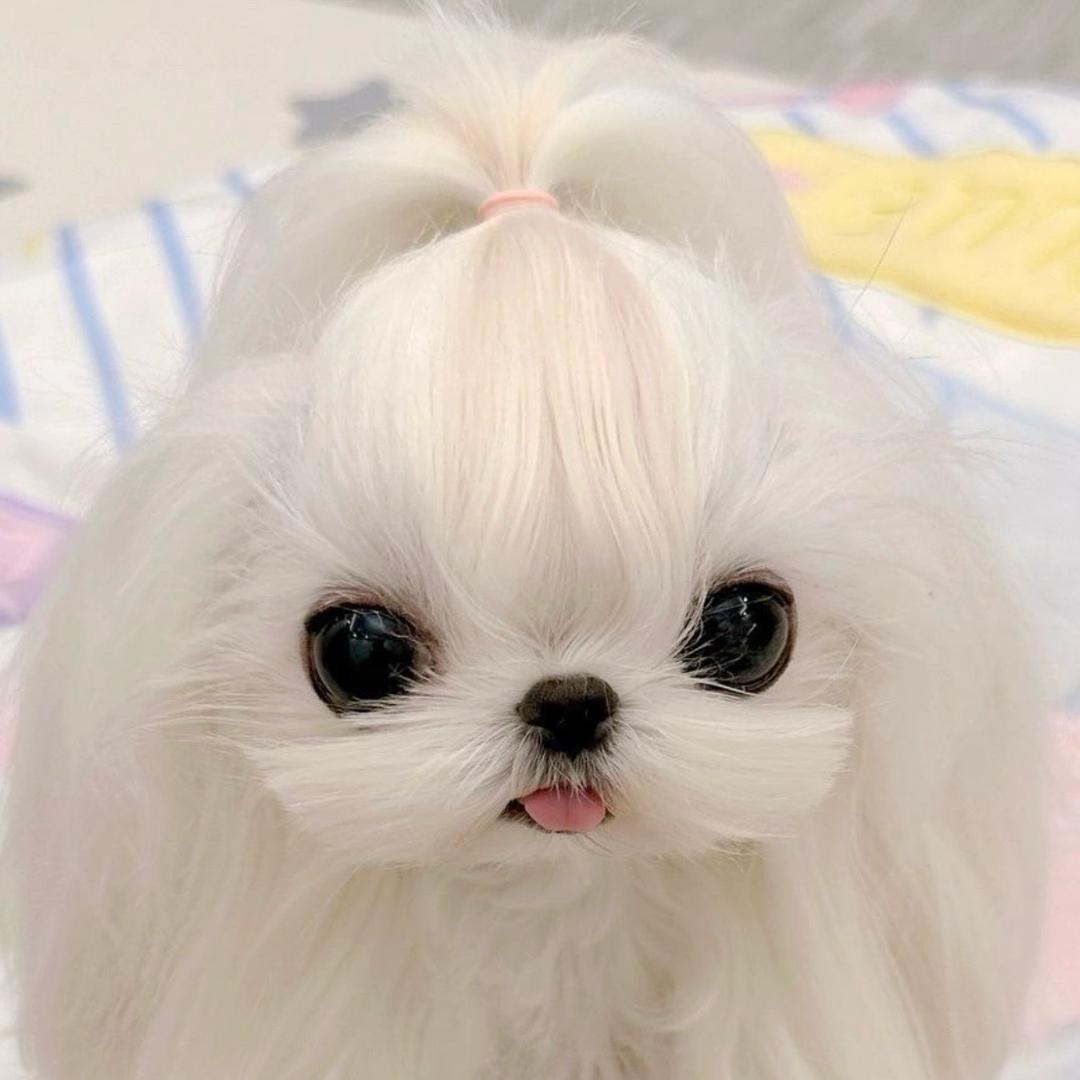 狗多多