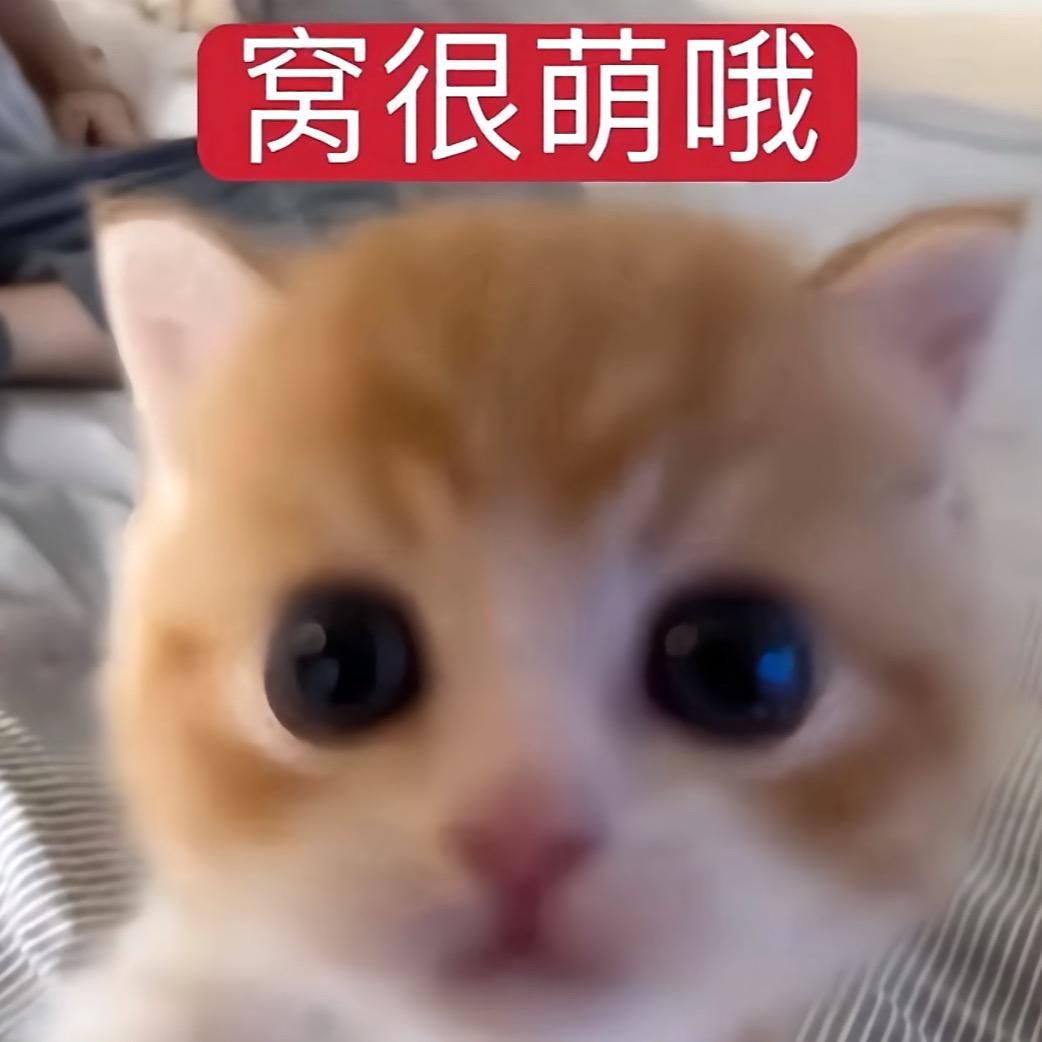 小肥羊