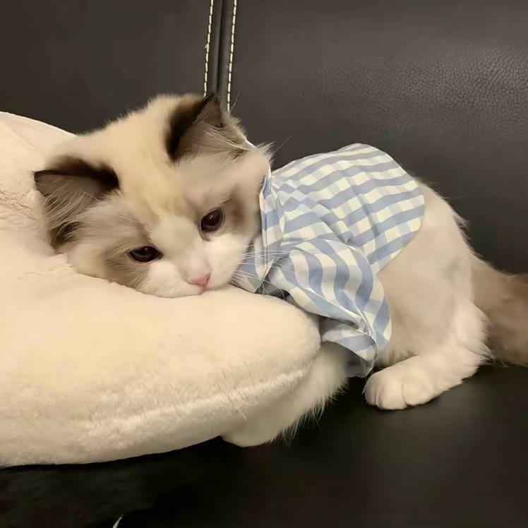 别揪我兔耳朵！