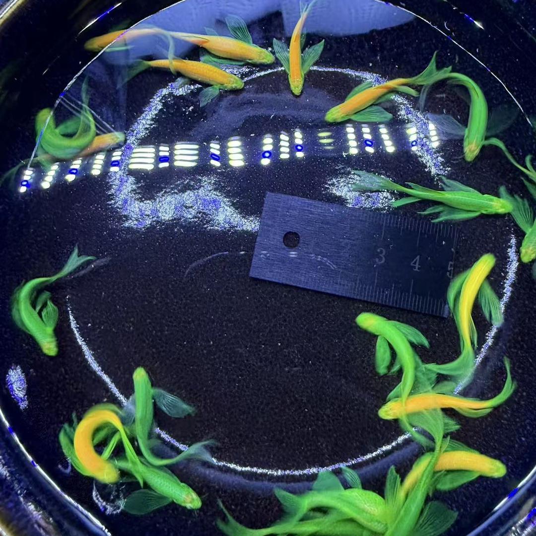 金优秀的观赏鱼