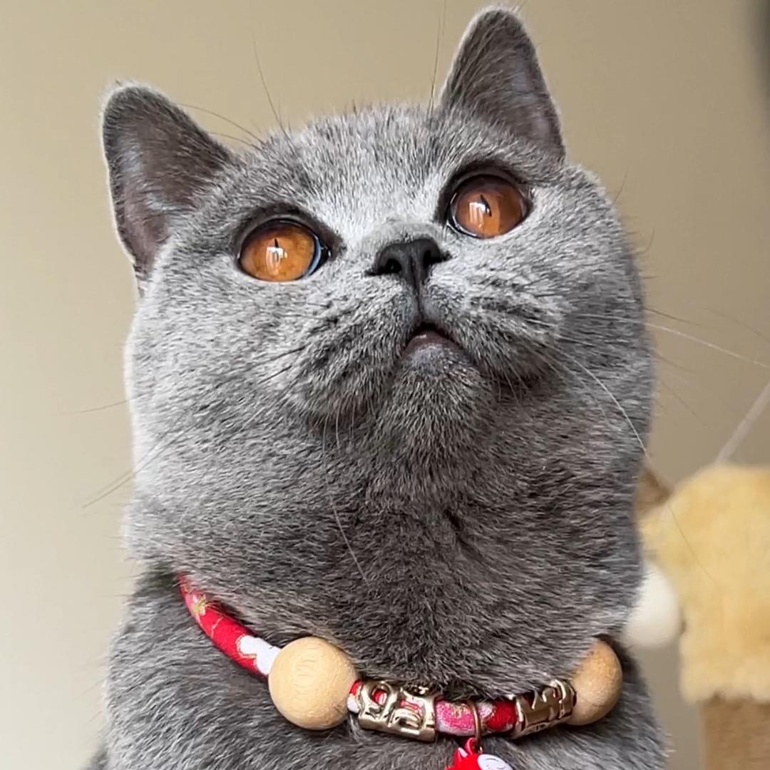 汤圆是猫