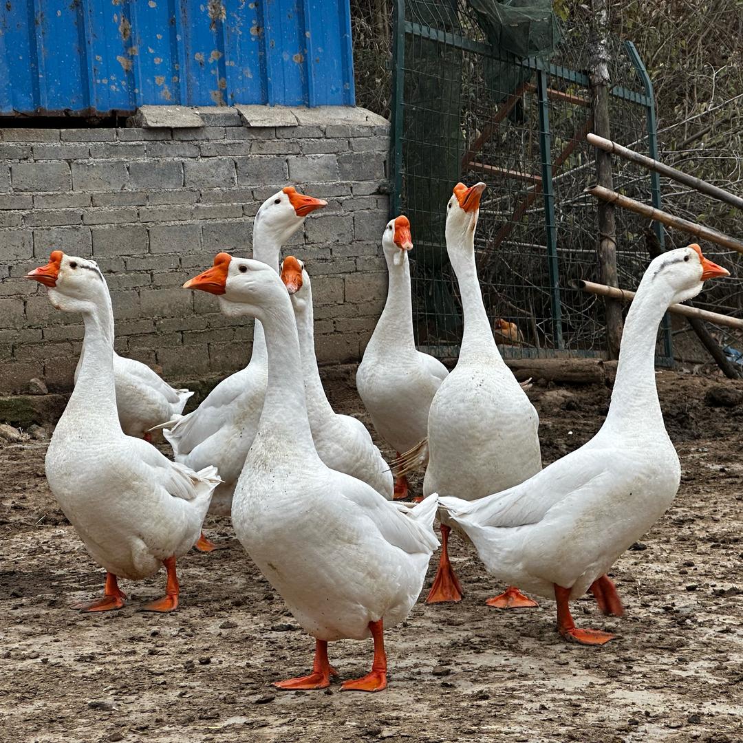 多事鸭🦆