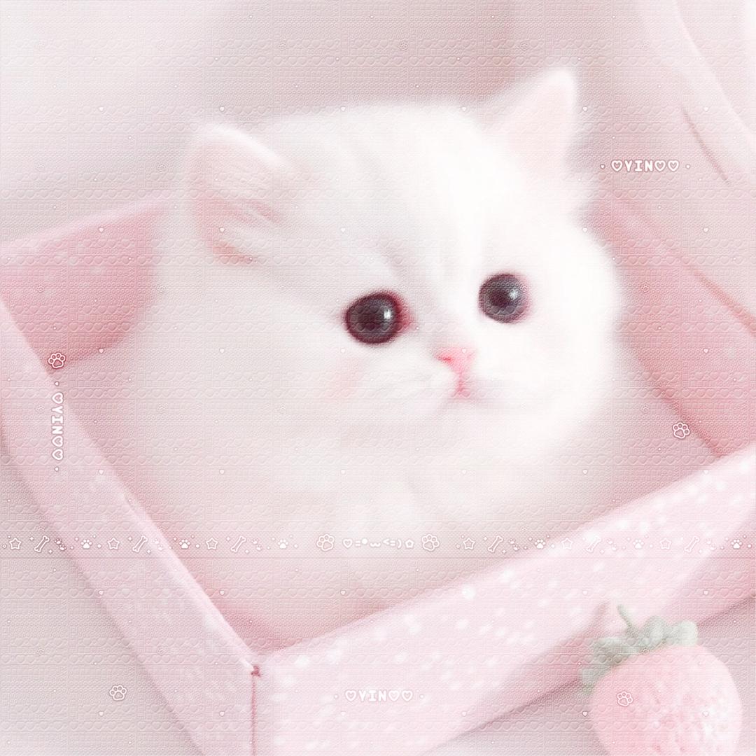 小肥蛋