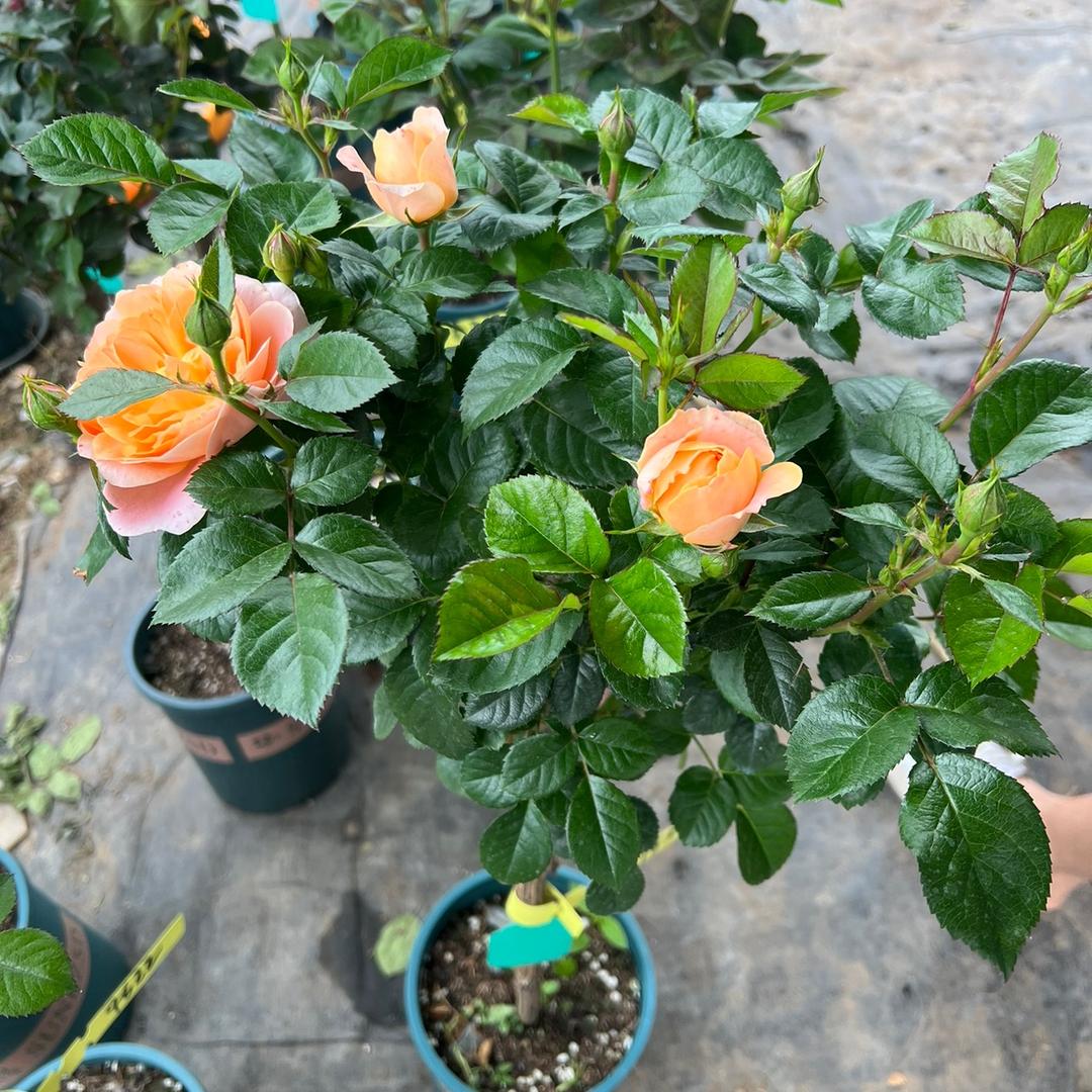 艳琪花卉