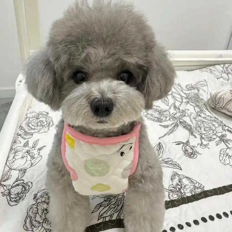 森蔓灰泰迪甄选6688