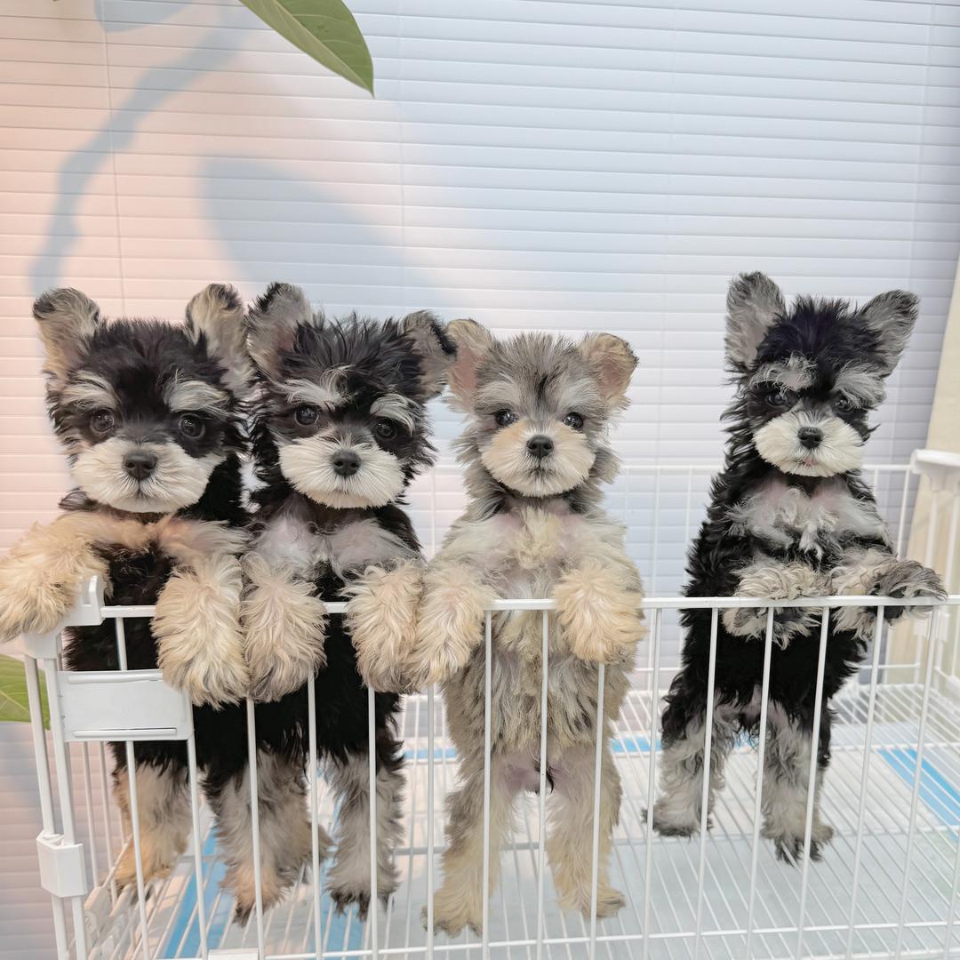 王梗梗的雪纳瑞