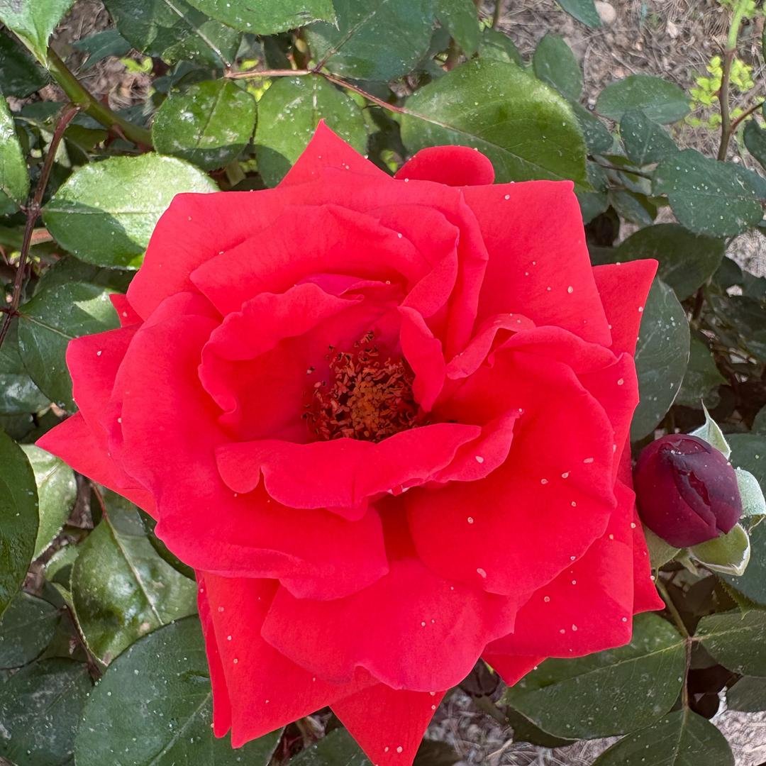 蕾蕾的生活
