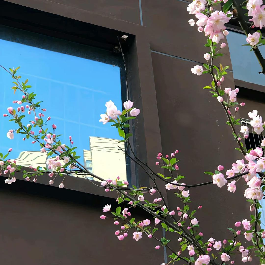 芋圆葡萄
