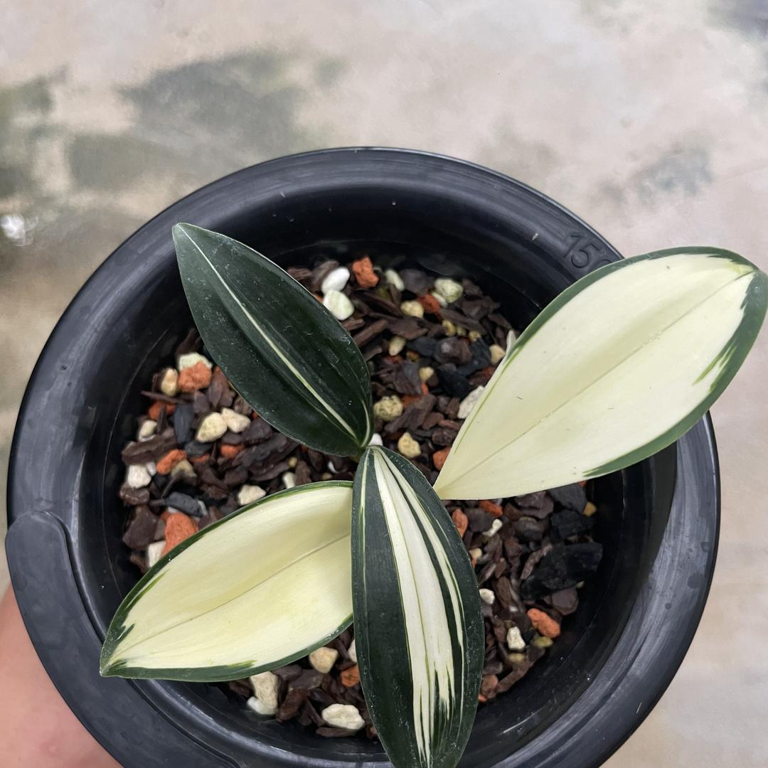 儒雅兰花甄选