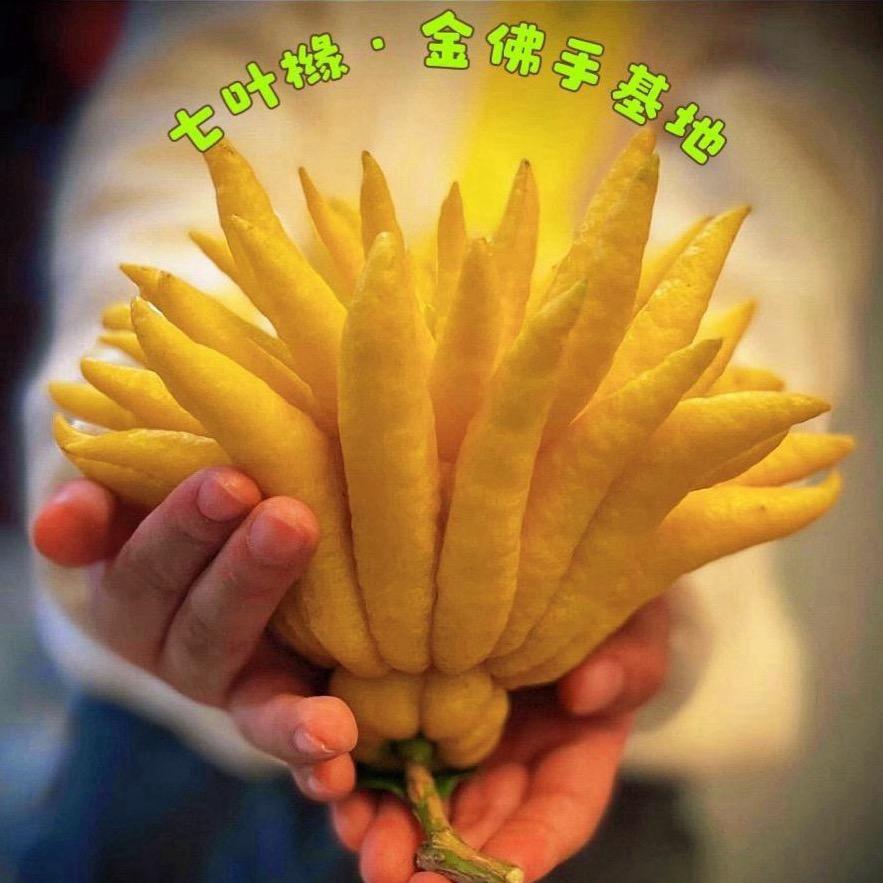 七叶橼·生态农业