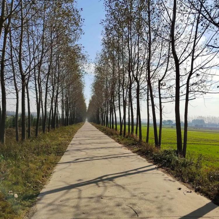 从此心中再无花.