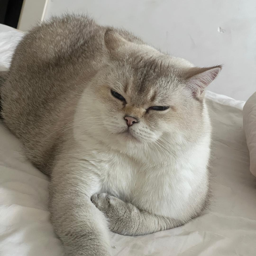 进宝🐱