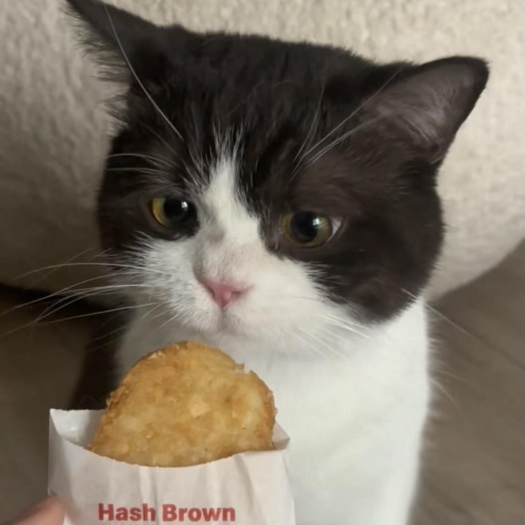 鱼鱼