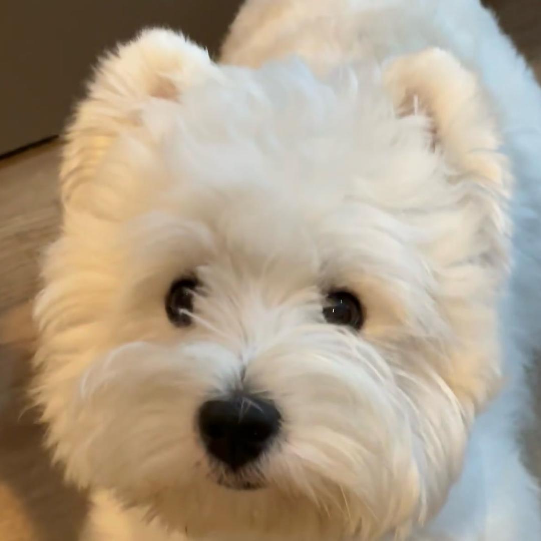 不点宠物（西高地白梗）