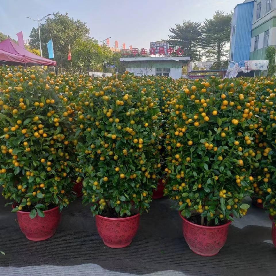 潇洒一生