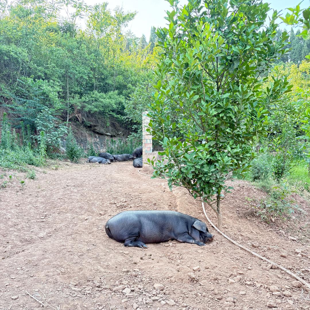 小彭家的黑猪肉