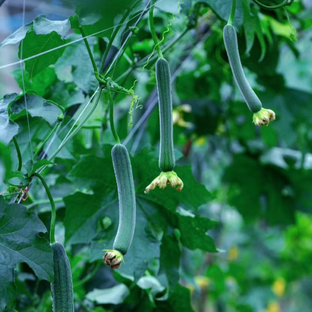 农业植保🌾芳芳
