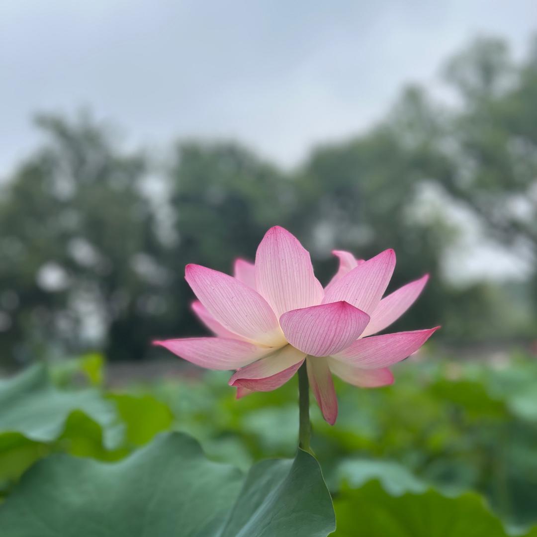 妙空