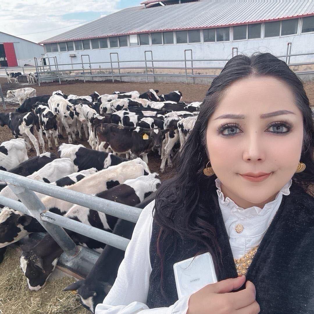 kalbinur 牛批发4号