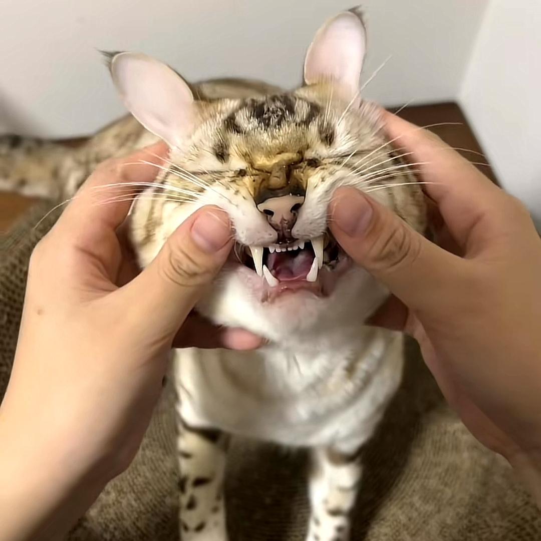赤痣