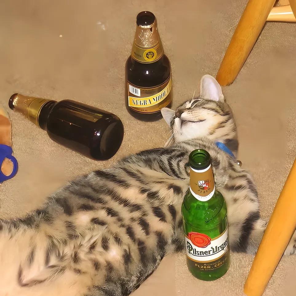 爱波波