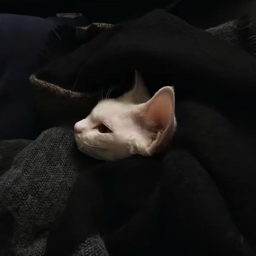 逸 铭.