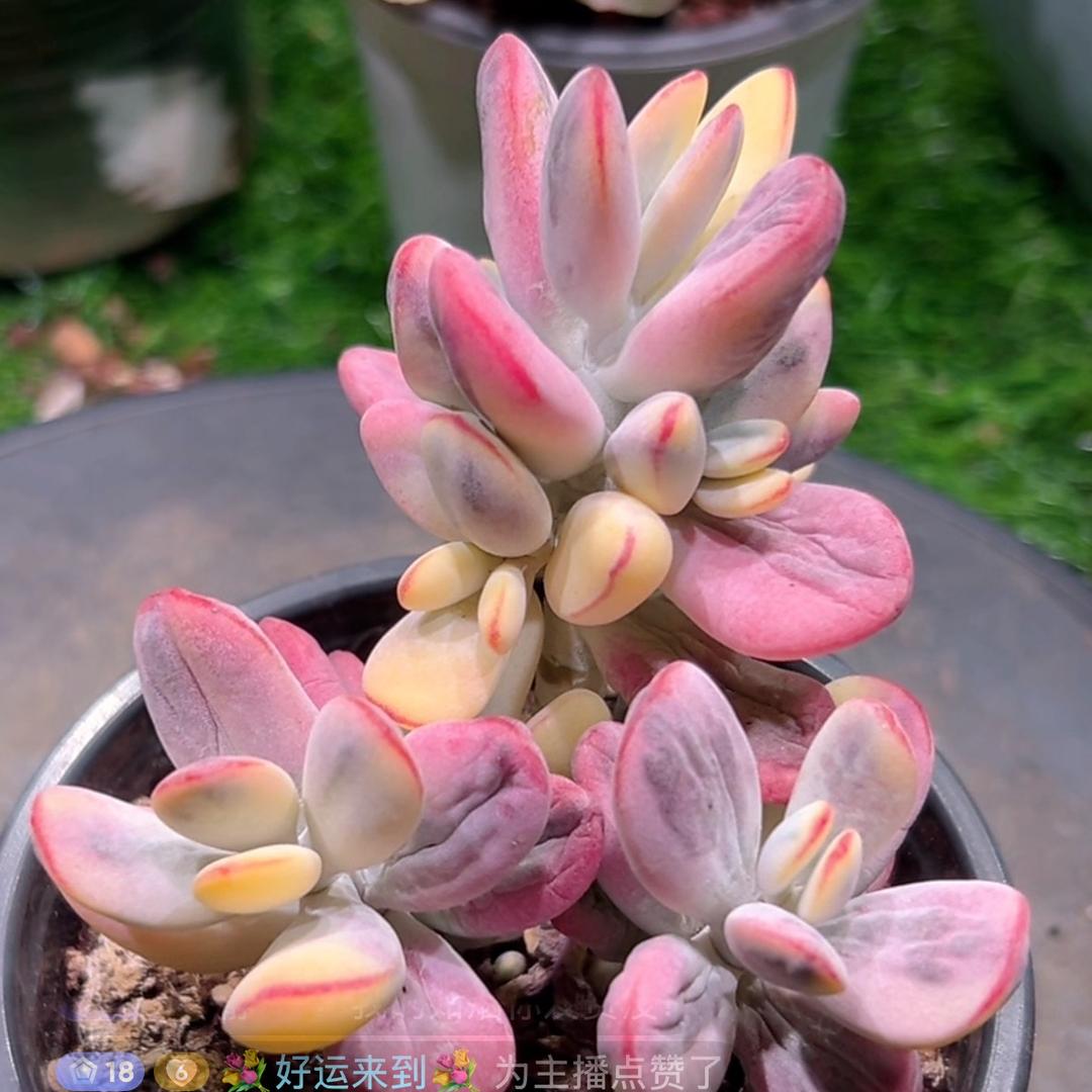 💐好运来到💐