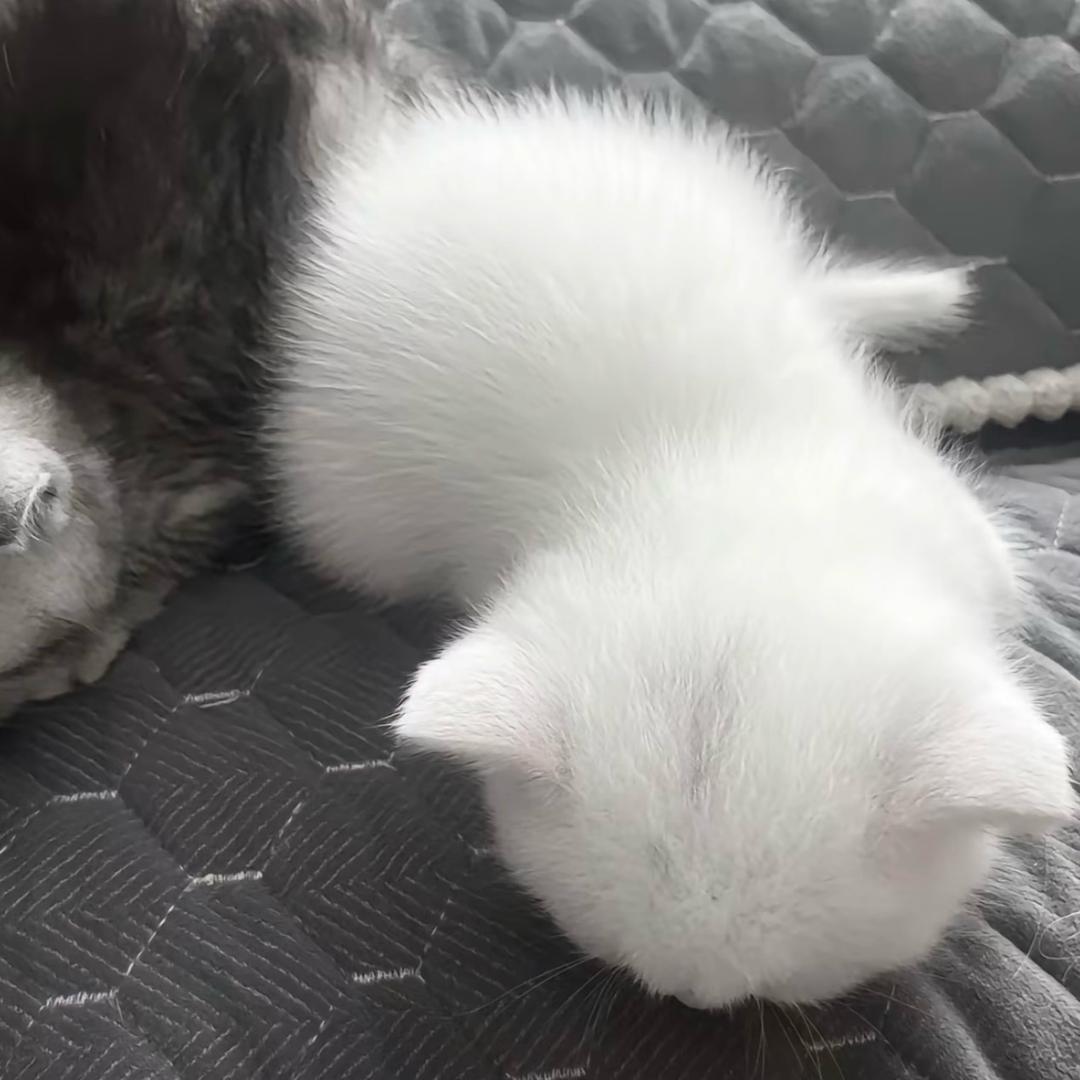 秋秋控