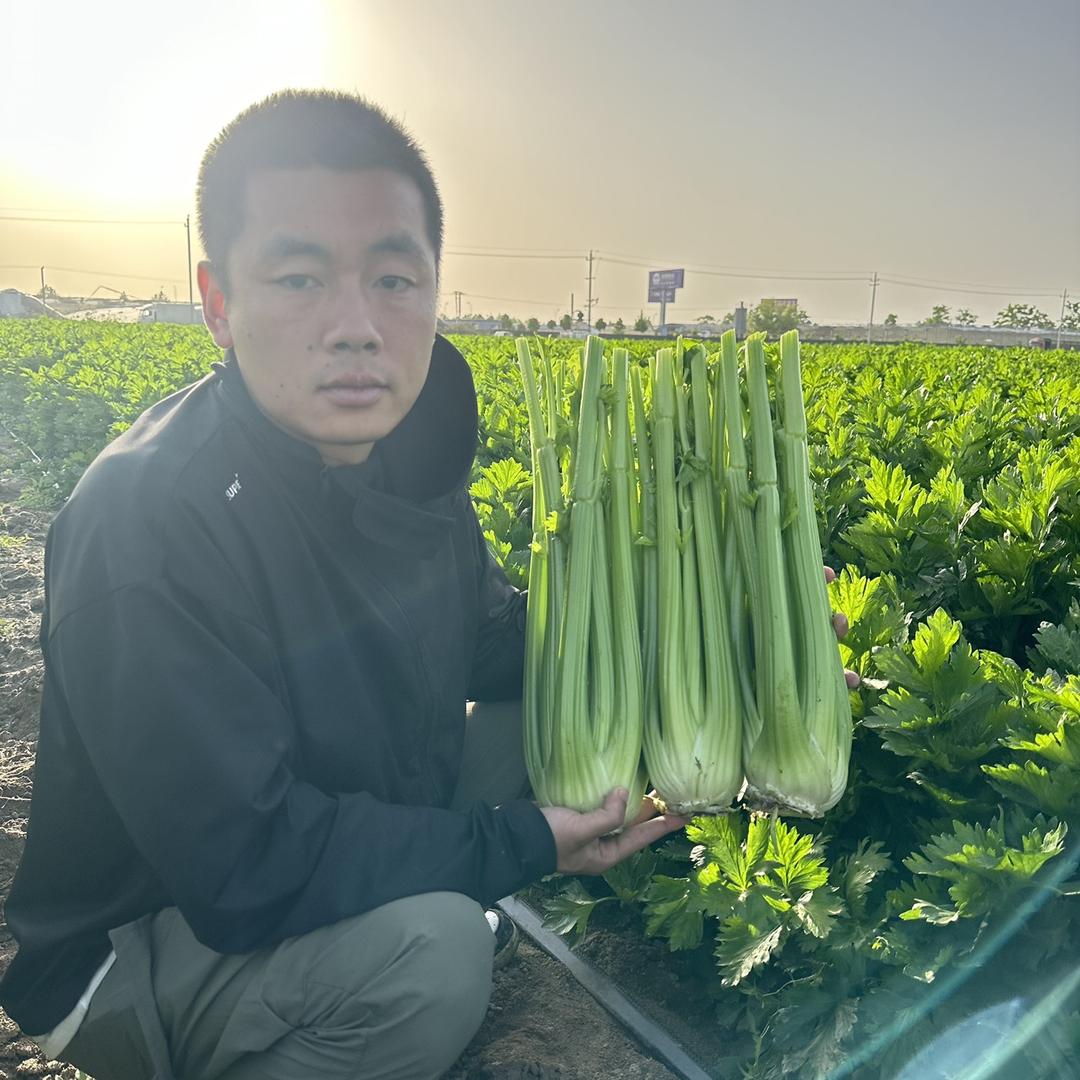 蔬菜基地