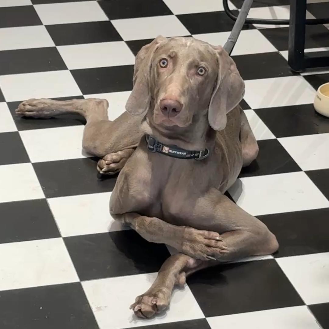 潜哥的闪电⚡️