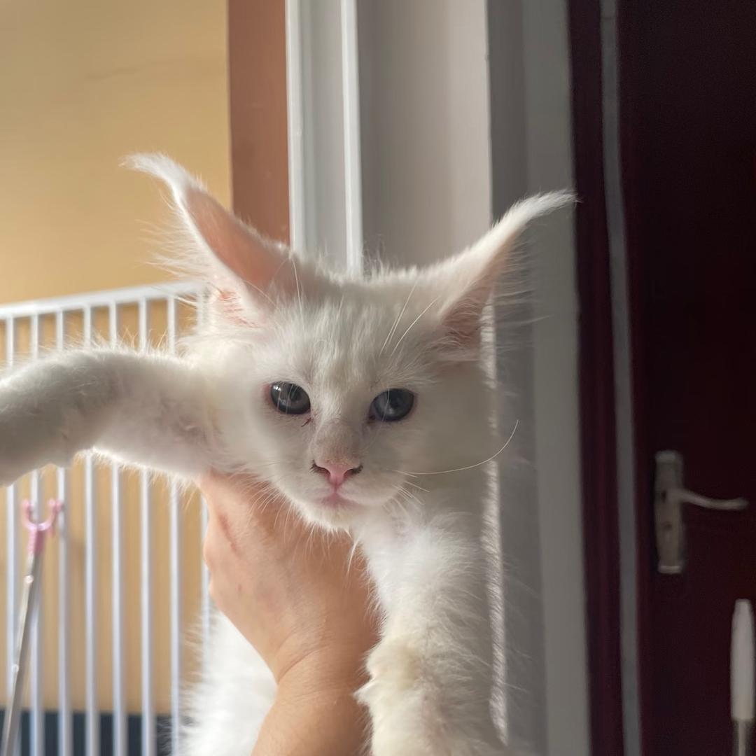 奶猫丸～