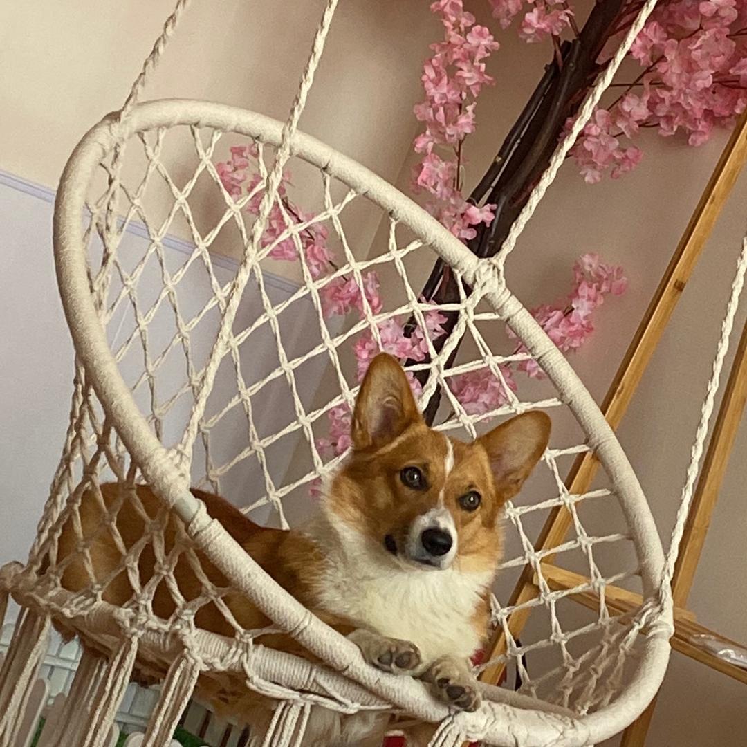 天菜
