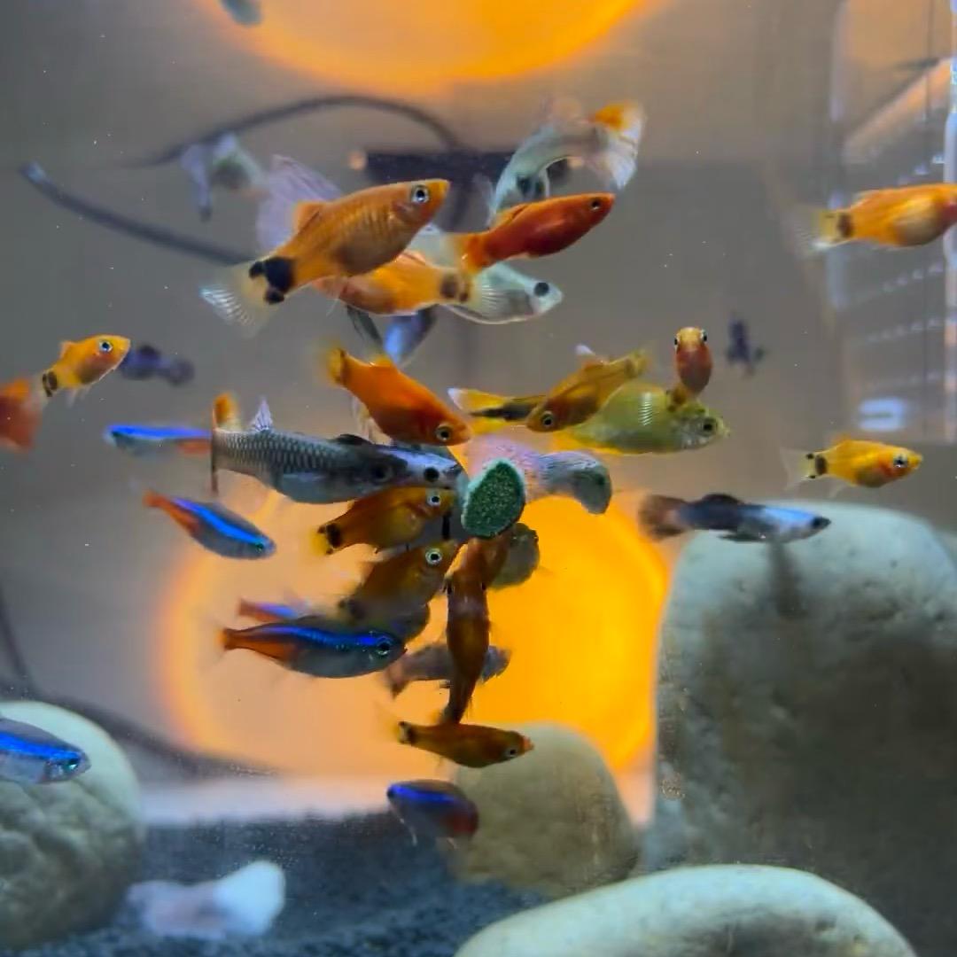北冥有鱼水族馆
