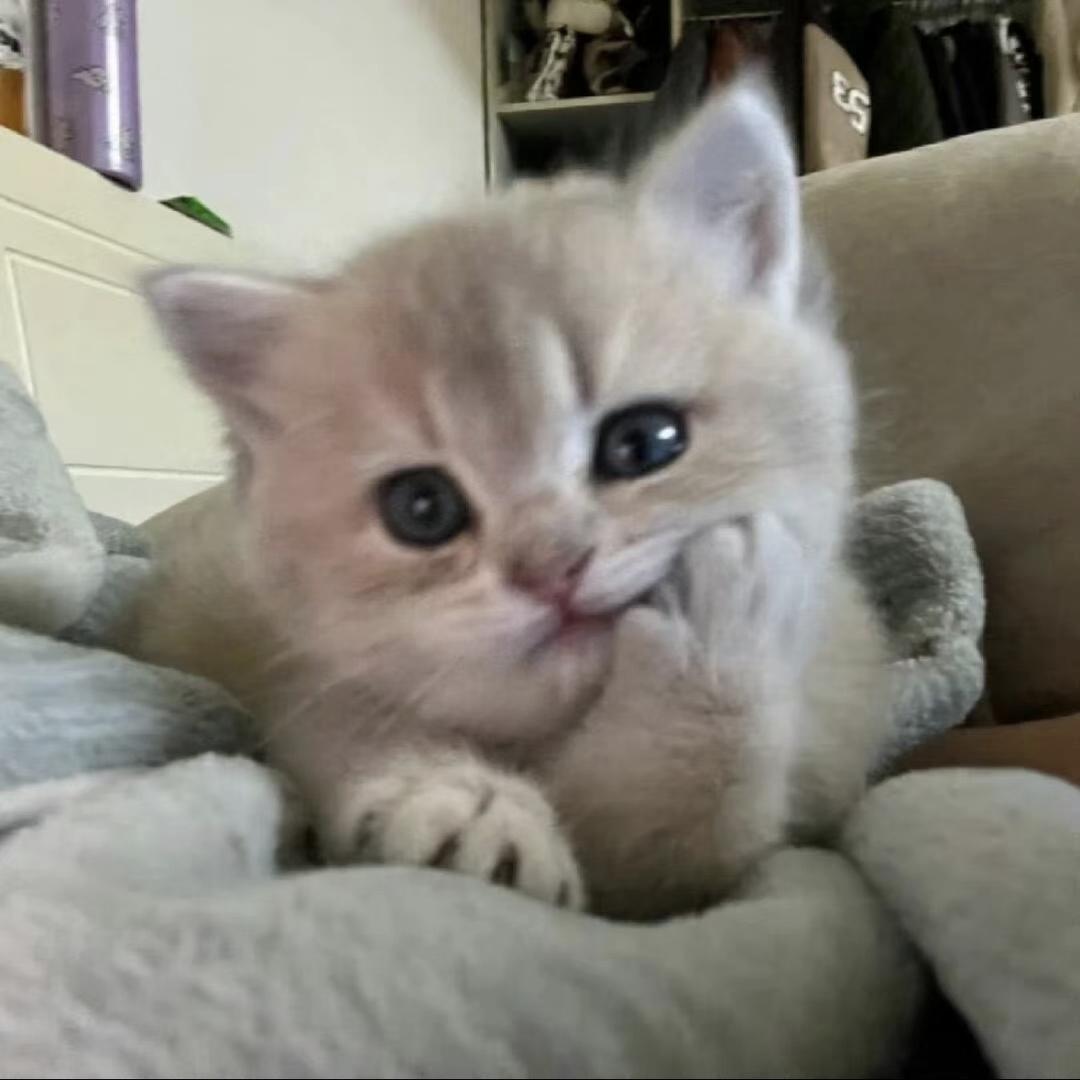 Jaiiai