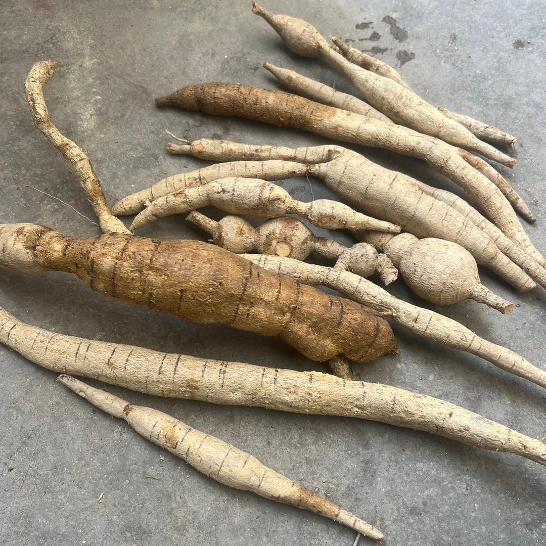 深山的野生植物