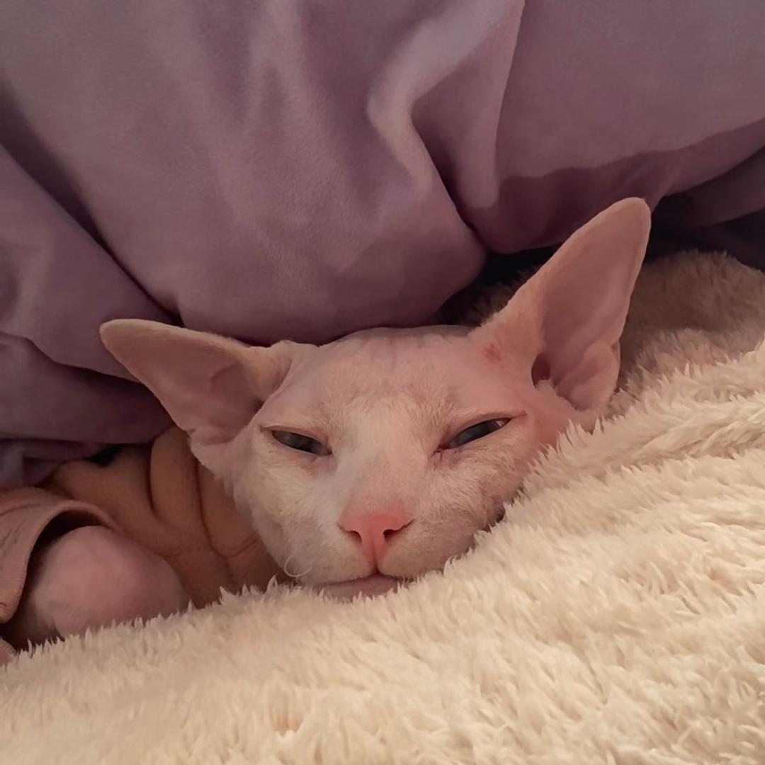 福福