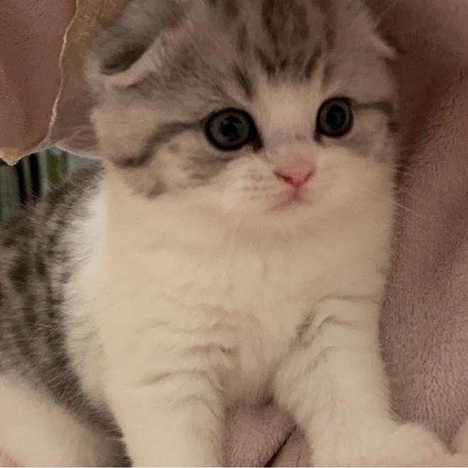 一只叫做团子的猫头像