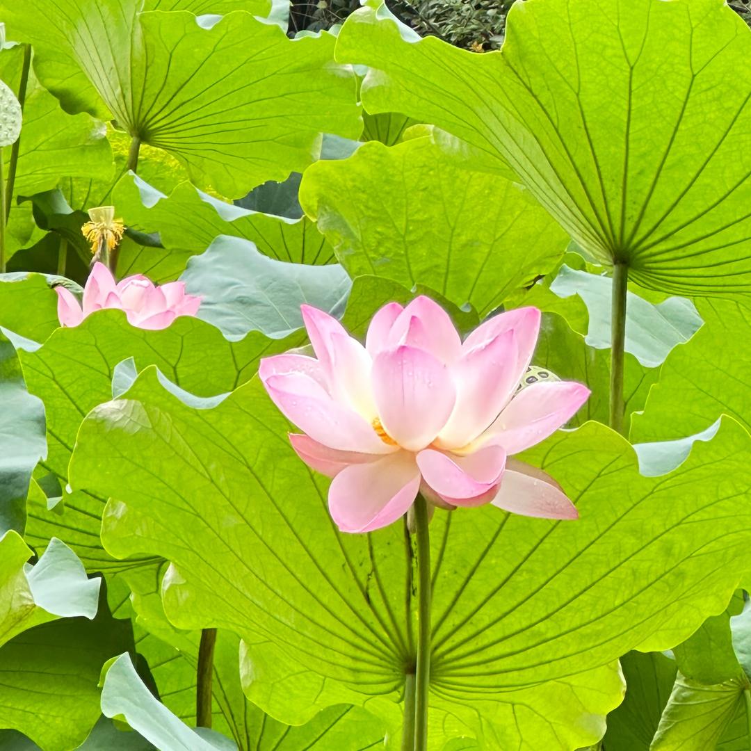 琅琊