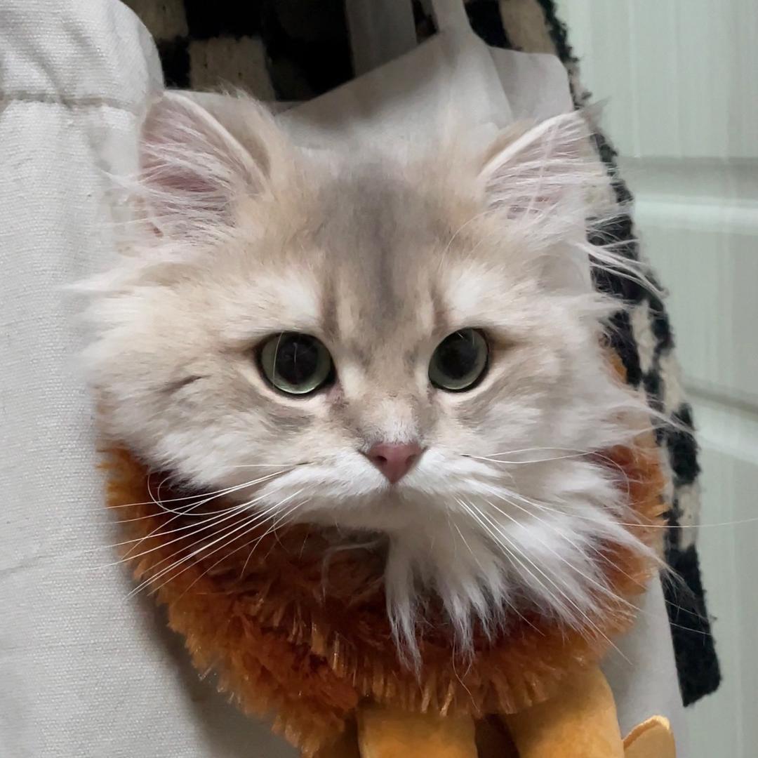 咕噜小猪